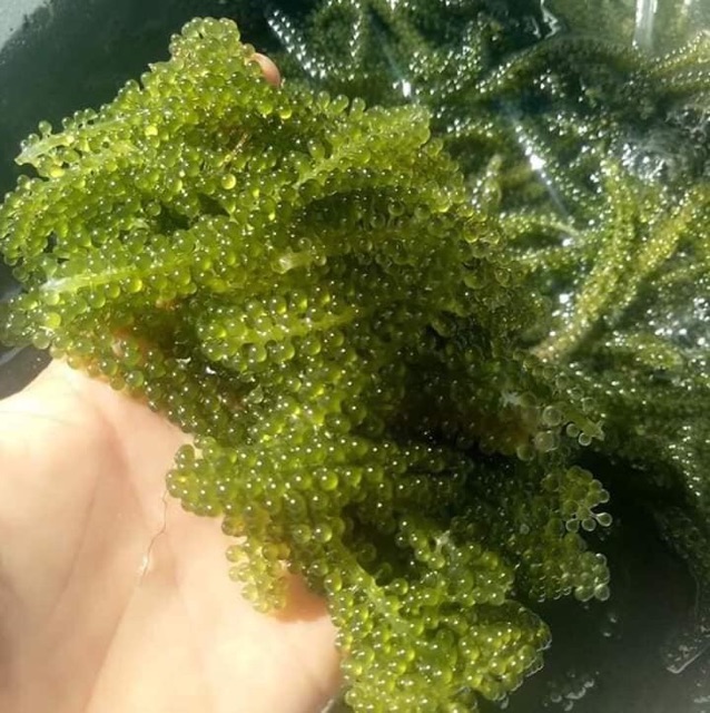 Rong Nho Tách Nước ( Hôp 120g/250g ) + Sốt 1chai mè rang - SEA GRAPES | BigBuy360 - bigbuy360.vn