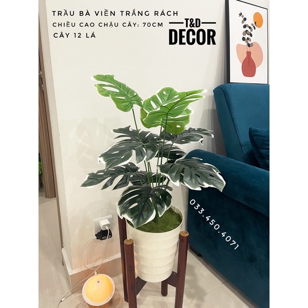 CÂY GIẢ- CÂY LÁ RÙA cao 60cm, Cây lá xẻ/ rách decor trang trí nhà cửa, homestay, khách sạn, nhà hàng