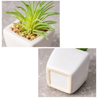 Chậu sen đá xương rồng mini