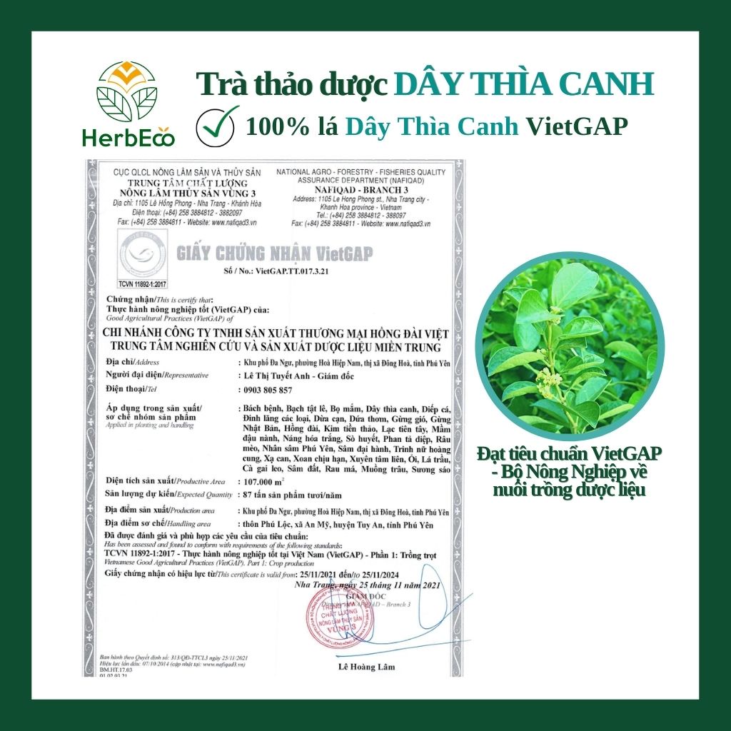 Trà Dây Thìa Canh HERBECO. Trà thảo mộc Dây Thìa Canh giảm tiểu đường, HbA1C, giảm cân