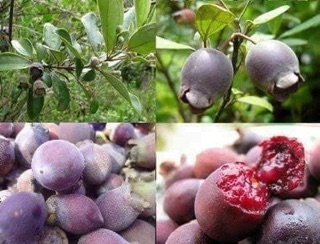 1kg Quả Sim Rừng Khô ( quả chín )