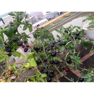 Hạt Giống Cà Chua Đen