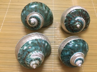 Vỏ ốc xà cừ xanh
