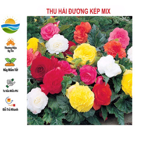 Hạt giống hoa thu hải đường kép mix 5 hạt