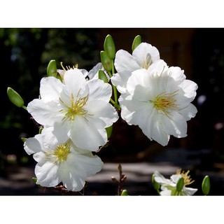 BẦU CÂY GIỐNG NHẤT CHI MAI