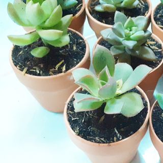 Combo 10 chậu gốm trồng sen đá mini 7k ( chỉ chậu )