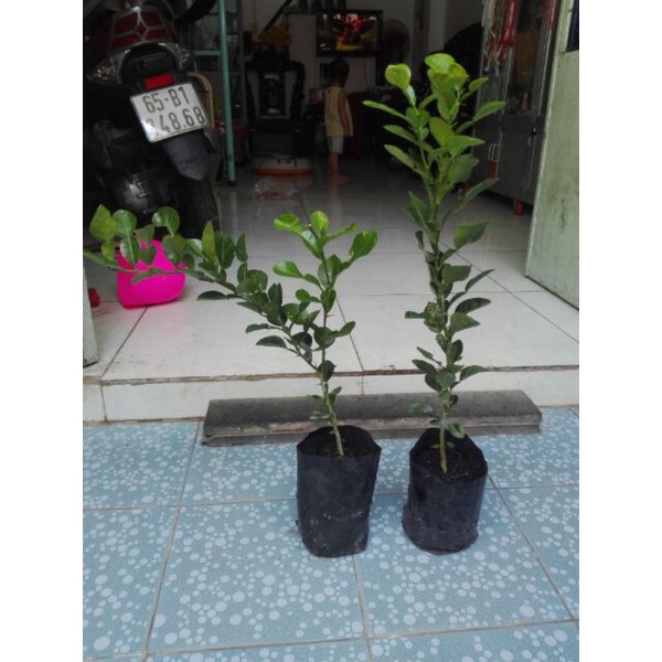 Cây giống chanh chúc, chanh thái, chanh số 8