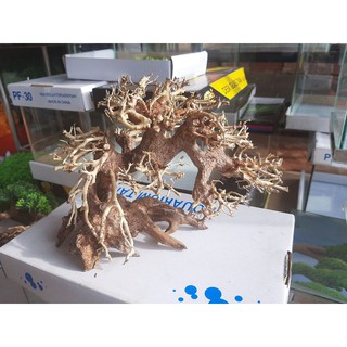 Cây bon sai không lá để quấn rêu dành cho hồ, bể cá thủy sinh.