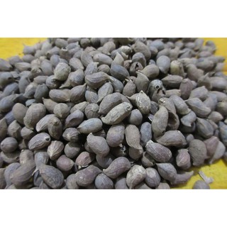 Hạt giống cây lạc dại 100g