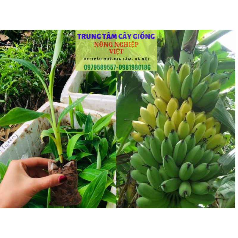 CHUỐI TÂY THÁI LAN