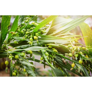 Ý dĩ nếp nấu cháo, hầm gà ( hạt Barley)