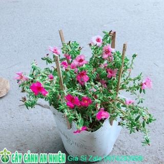 Hoa Mười Giờ Giống Mới