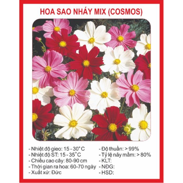 Hạt giống Hoa Cúc Sao Nhái Đơn 100 Hạt