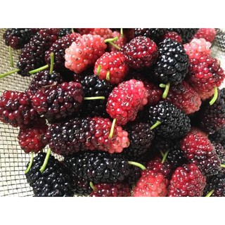 Siro dâu ngâm / Siro nhót ngâm