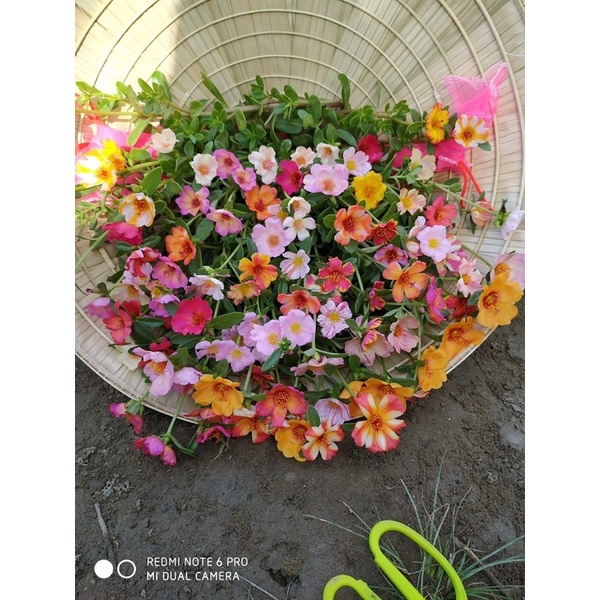 1 kg cành hoa sam đơn và sam kép