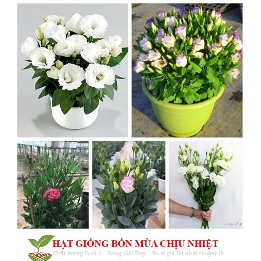 Gói 100 Hạt Giống Hoa Cát Tường - Mix Màu ĐẾN MÙA TRỒNG TẾT