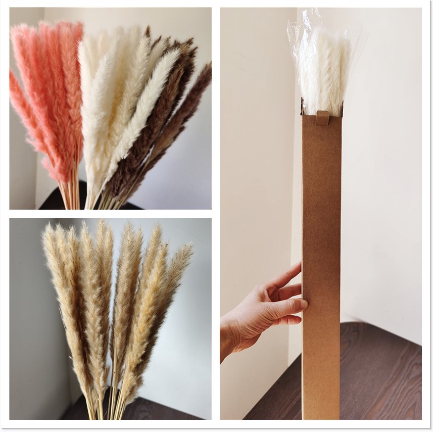 ❤️5 cành cỏ lau Pampass Grass❤️ Hoa khô trang trí để bàn, phụ kiện chụp ảnh đẹp, decor