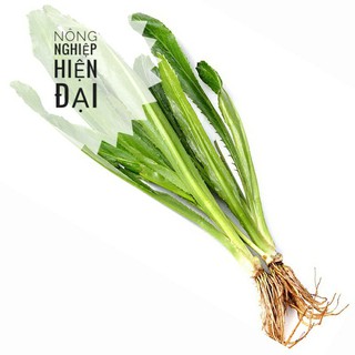 Hạt giống Ngò Gai