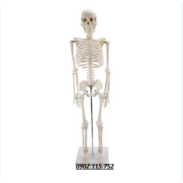 Mô hình giải phẫu hệ xương người cao 85cm