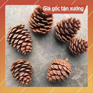 Quả thông khô Đà Lạt,decor trang trí nhà cửa , đạo cụ chụp ảnh