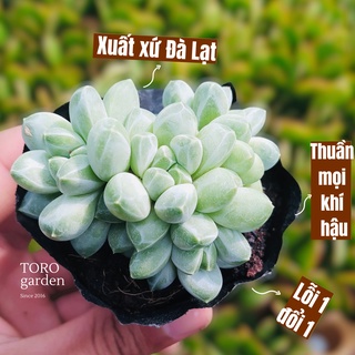 Sen đá kim cương trắng bụi Đà Lạt size bé cây cảnh trang trí nhà cửa Toro garden