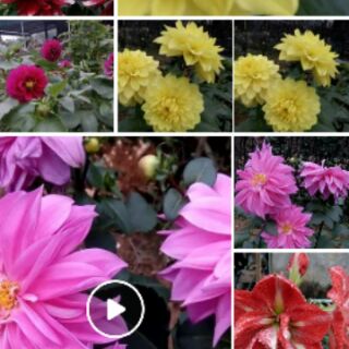 5 cây thược dược mix màu