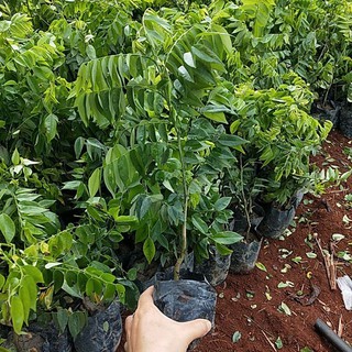 CÂY SƯA ĐỎ (CÂY GIỐNG)