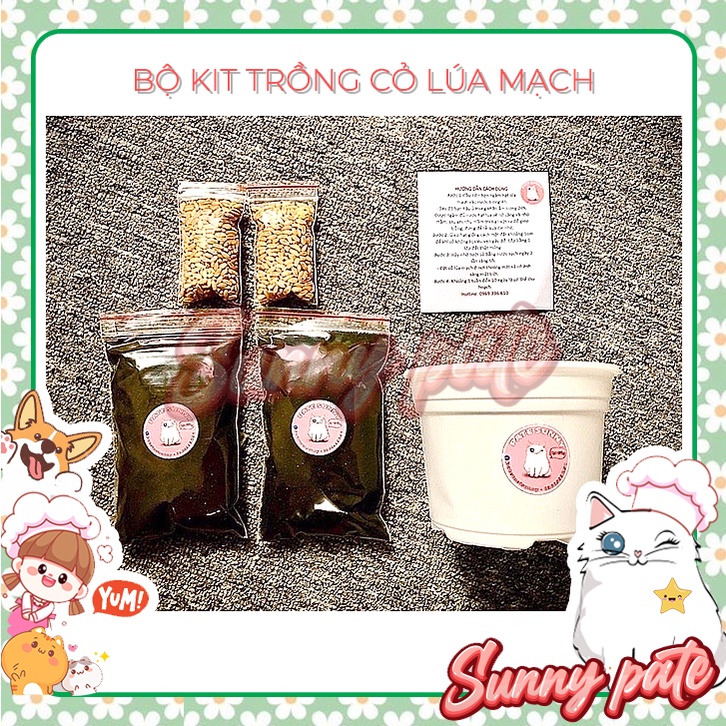 Bộ kit trồng cỏ lúa mạch 2 lần