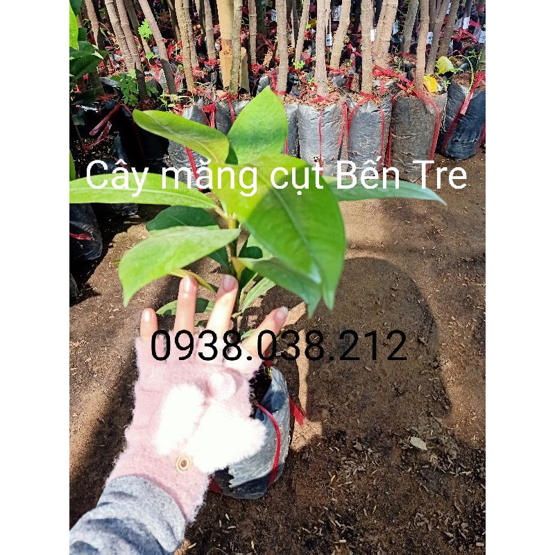 CÂY GIỐNG MĂNG CỤT BẾN TRE
