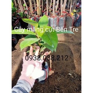 Cây giống măng cụt bến tre