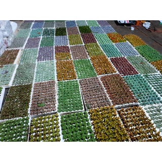 Sen đá vĩ hơn 30 loại .( ngẫu nhiên 1 cây )