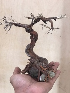 Cây Bonsai mini giá rẻ