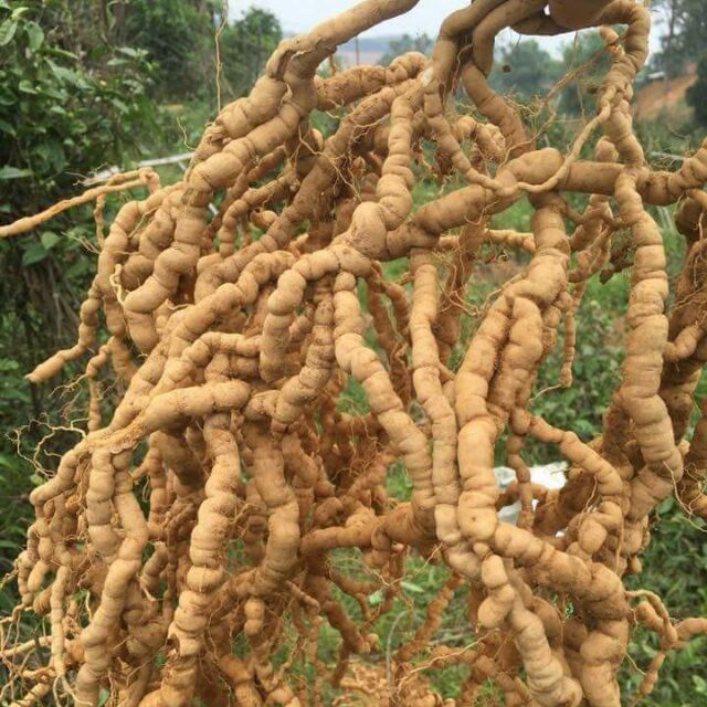 CÂY BA KÍCH GIỐNG