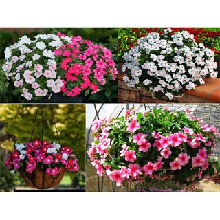 Hạt giống hoa Dừa Cạn Rủ mix nhiều màu