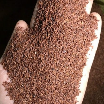 Hạt to sạch đẹp 1kg ngũ hoa hạt  handmade giảm mụn làm trắng da