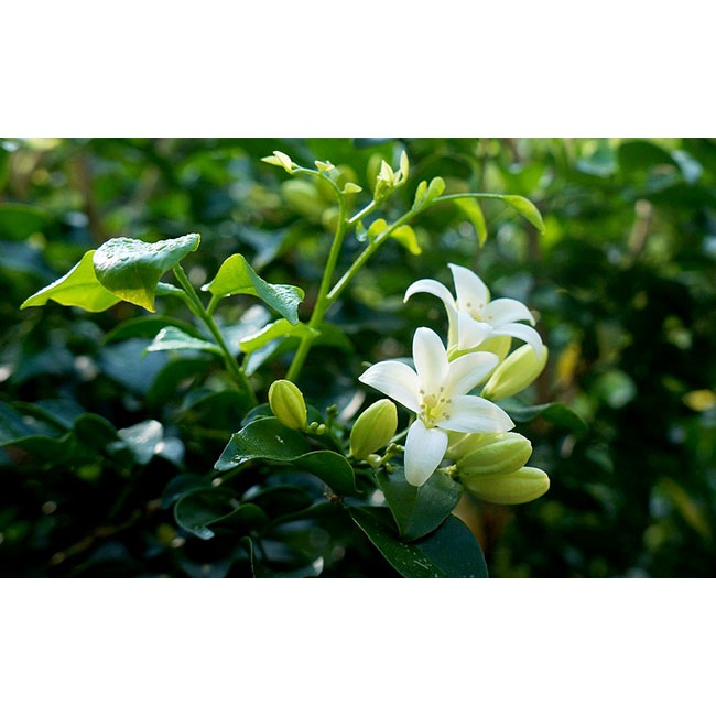 Combo 10 cây nguyệt quế gieo hạt