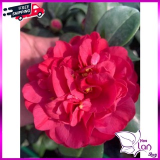 Trà My Cổ 🌸FREESHIP🌸 Tinh Hoa Trà Việt - Thâm Bát Diện [ Cây 4 Năm Tuổi ]