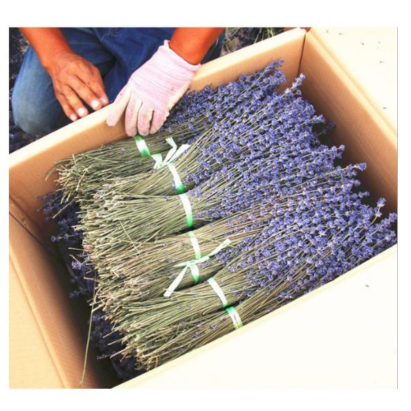 HOA LAVENDER KHÔ TẶNG TÚI THƠM ( KÈM ẢNH THẬT ) oải hương