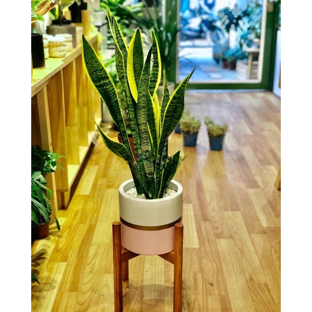 Chậu trụ xi măng ombre pastel