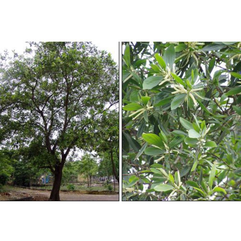 Hạt giống keo tai tượng - 1kg