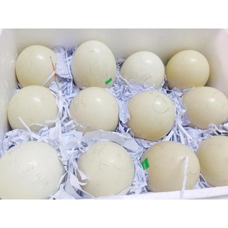 Trứng Đà Điểu Khatoco