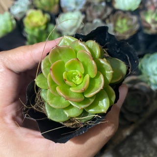 SEN ĐÁ ĐỒNG TIỀN XANH (NUDA)