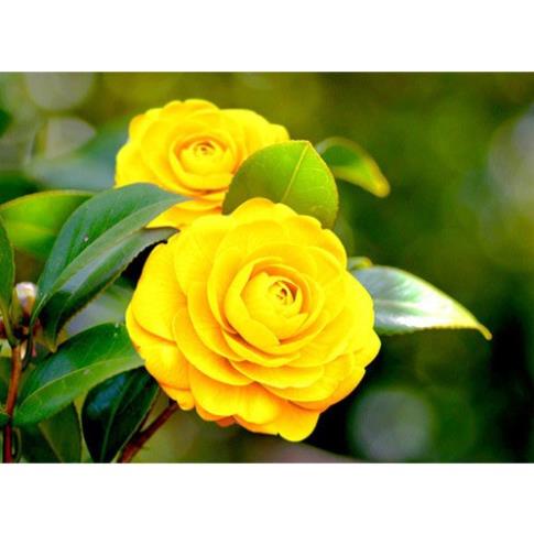 CÂY GIỐNG TRÀ MY CAO 15-20CM