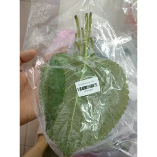 Lá mè - lá nhíp - Lá vừng Hàn Quốc 깻잎 [CHỈ GIAO TP.HCM]