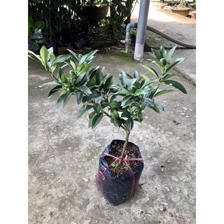 Cây tắt ngọt trái thon dài