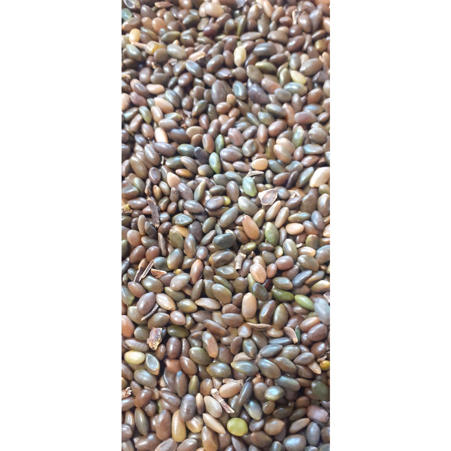 100 gram hạt giống bồ kết