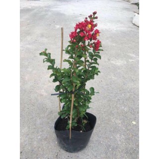 Cây hoa Tường Vi đỏ hồng