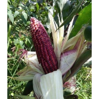 Hạt giống ngô nếp tím  lại F1 Thái Lan gói 1kg