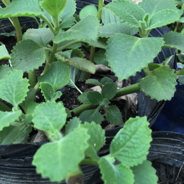 Rau húng chanh 1 gốc 2k