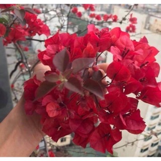 Cây giống hoa giấy 35k/bầu